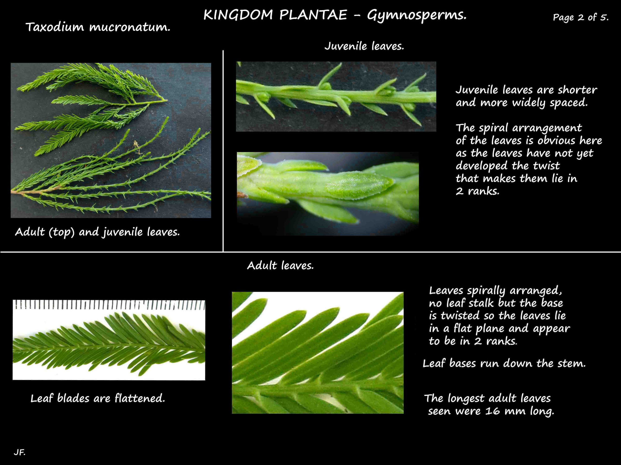 2 Taxodium mucronatum leaves